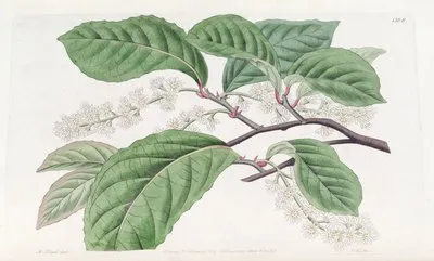 Bird-Cherry-Flowered Blackwellia (Bird-Cherry-Flowered Blackwellia)