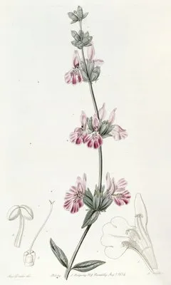 Bladdery Stachys (Bladdery Stachys)