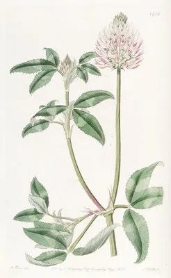 Bladdery Trefoil (Bladdery Trefoil)