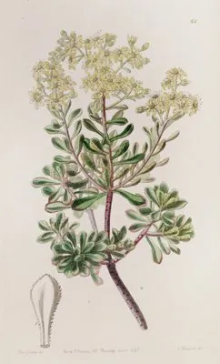 Bleeding Stoneleek (Bleeding Stoneleek)
