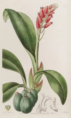 Blood-coloured Cryptochilus (Blood-coloured Cryptochilus)