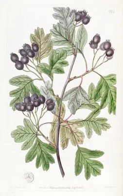 Blood-leaved Thorn (Blood-leaved Thorn)