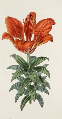 Blood-red Lily (Blood-red Lily)