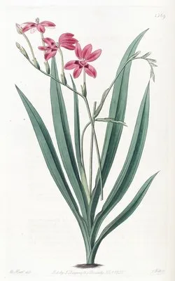 Blood-spotted Anomatheca (Blood-spotted Anomatheca)