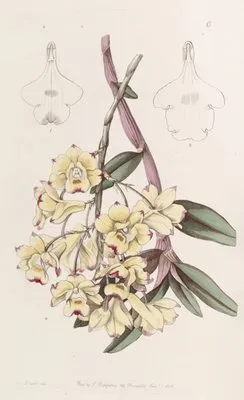 Blood-stained Dendrobium (Blood-stained Dendrobium)