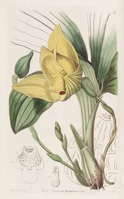 Blood-stained Maxillaria (Blood-stained Maxillaria)