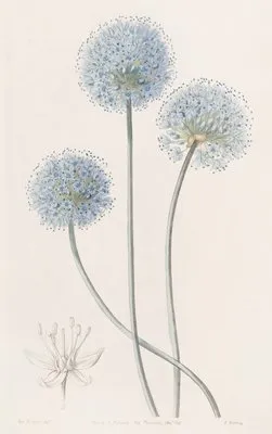 Blue Leek (Blue Leek)