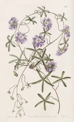 Blue Nasturtium (Blue Nasturtium)