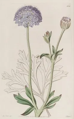 Blue-flowered Trachymene (Blue-flowered Trachymene)