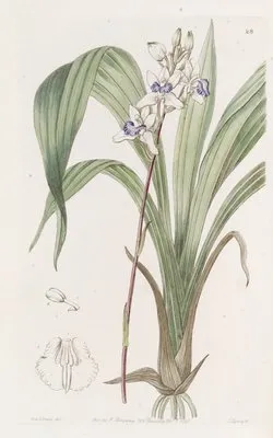 Blue-lipped Warrea (Blue-lipped Warrea)