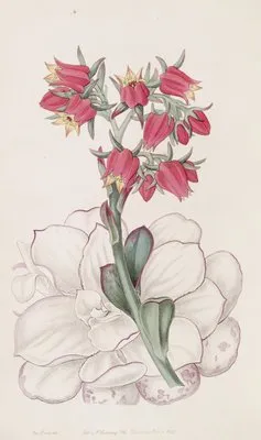 Blunt-leaved Echeveria (Blunt-leaved Echeveria)