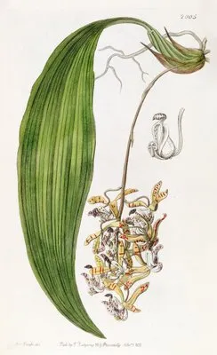 Blunt-petalled Cirrhaea (Blunt-petalled Cirrhaea)