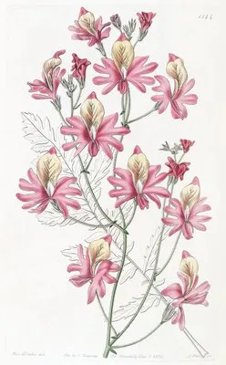 Blunt-petalled Schizanthus (Blunt-petalled Schizanthus)