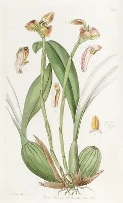 Blunt-petalled Trigonidium (Blunt-petalled Trigonidium)