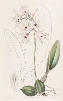 Blushing Laelia (Blushing Laelia)