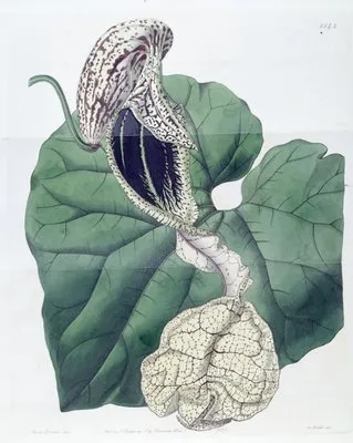 Boat-flowered Birthwort (Boat-flowered Birthwort)