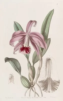 Bordered Dwarf Cattleya (Bordered Dwarf Cattleya)
