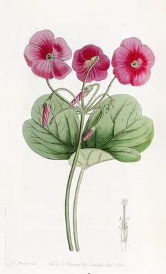 Bowie’s Oxalis