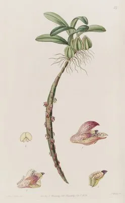 Bracteolate Bolbophyllum (Bracteolate Bolbophyllum)