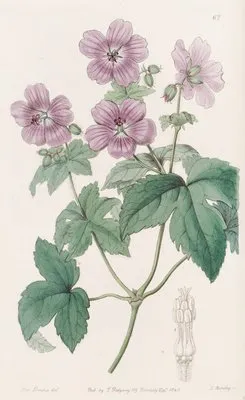 Bramble-leaved Geranium (Bramble-leaved Geranium)