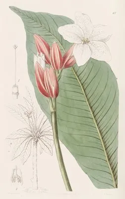 Brasilian Red-coat (Brasilian Red-coat)