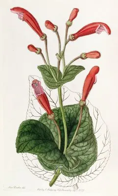 Brick-red Gesnera (Brick-red Gesnera)