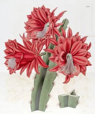 Brick-red hybrid Cactus (Brick-red hybrid Cactus)