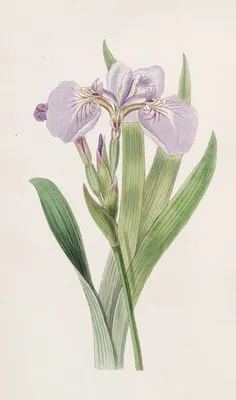 Bristle-tipped Iris (Bristle-tipped Iris)