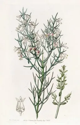 Bristling Colletia (Bristling Colletia)