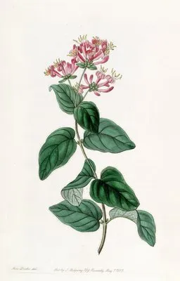 Bristly Honeysuckle (Bristly Honeysuckle)