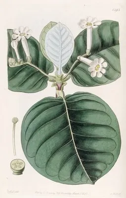 Shewy Guettarda (Shewy Guettarda)