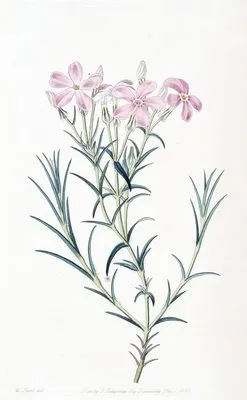 Shewy Phlox (Shewy Phlox)