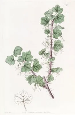 Bristly-stemmed Gooseberry (Bristly-stemmed Gooseberry)