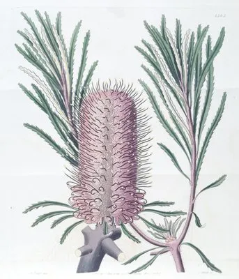 Shore Banksia (Shore Banksia)