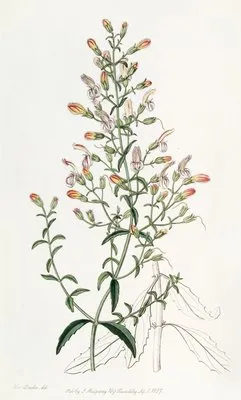 Short-flowered Pentstemon (Short-flowered Pentstemon)