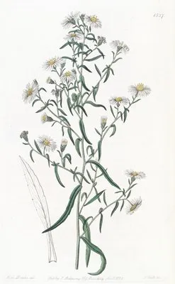 Brittle Aster (Brittle Aster)