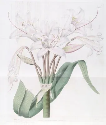 Broad-leaved Crinum (Broad-leaved Crinum)