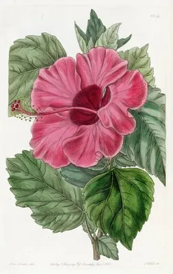 Single-flowered Chinese Rose Mallow (Single-flowered Chinese Rose Mallow)