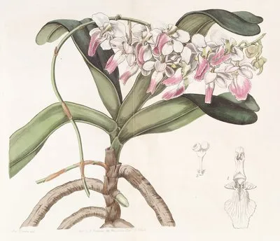 Sir Richard Brook’s Air Plant