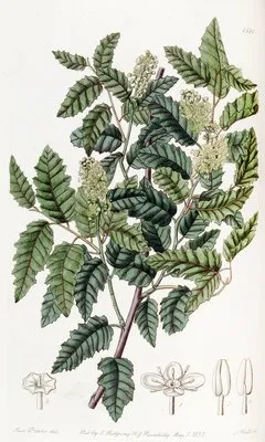 Broad-leaved Duvaua (Broad-leaved Duvaua)