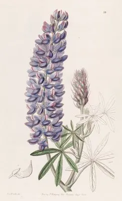 Slender-fruited Lupine (Slender-fruited Lupine)