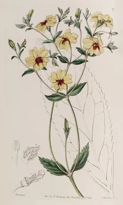 Broad-leaved Euthales (Broad-leaved Euthales)
