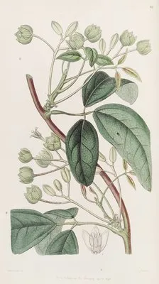 Broad-leaved Holbollia (Broad-leaved Holbollia)