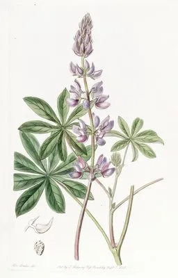 Broad-leaved lupine (Broad-leaved lupine)