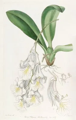Snow-white Burlingtonia (Snow-white Burlingtonia)