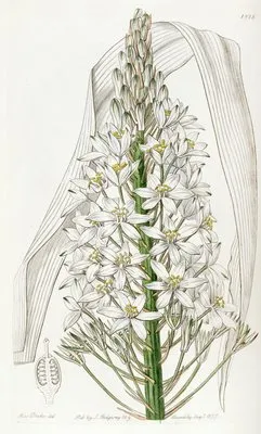 Broad-leaved Ornithogalum (Broad-leaved Ornithogalum)