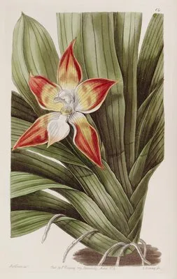 Speckled Huntleya (Speckled Huntleya)