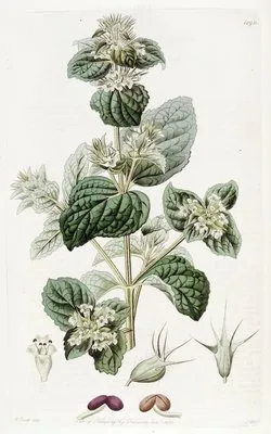 Spiked Lepechinia (Spiked Lepechinia)