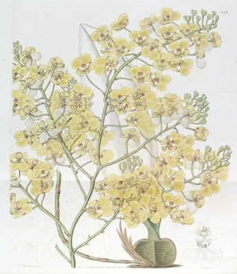 Broad-lipped Oncidium (Broad-lipped Oncidium)