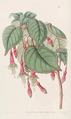 Splendid Fuchsia (Splendid Fuchsia)